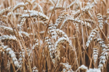 小麦之父——千千万万农民的恩人